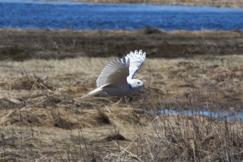 Salisbury Snowy Owl went in for a kill but missed 3/31/18
