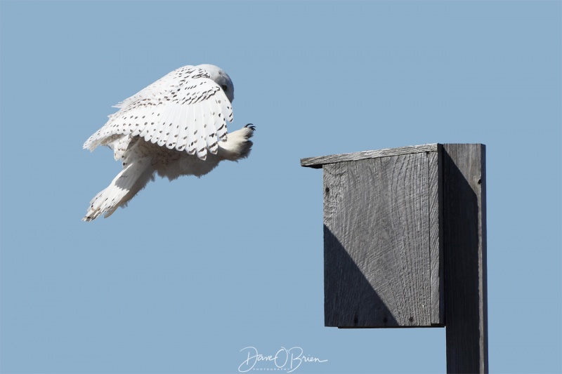 Salisbury Snowy Owl went in for a kill but missed again 3/31/18
