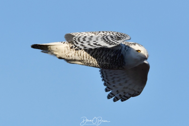 Snowy Owl takes flight
Snowy takes off from his chimney perch and heads to a tree
1/10/21
Keywords: Snowy Owl, Wildlife, New England