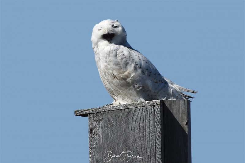 Salisbury Snowy Owl kind of bored waiting for food to show up 3/31/18
