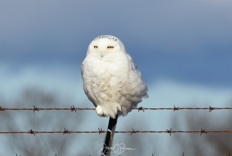 Snowy Owl
2/8/19
