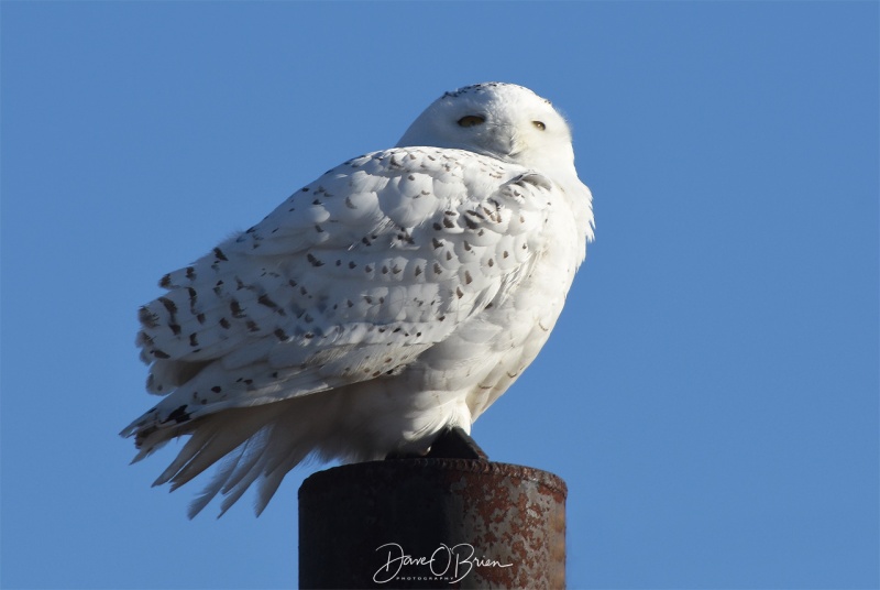 Snowy Owl
2/8/19
