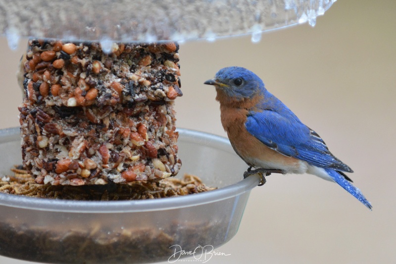 Male Blue Bird 4/15/18
