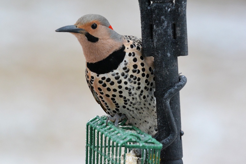 Northern Flicker 4/15/18
