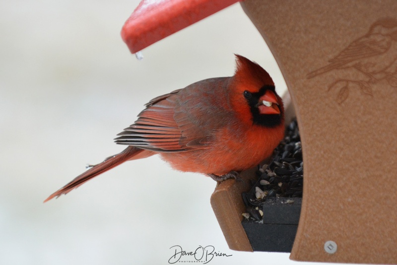 Northern Male Cardinal 4/15/18
