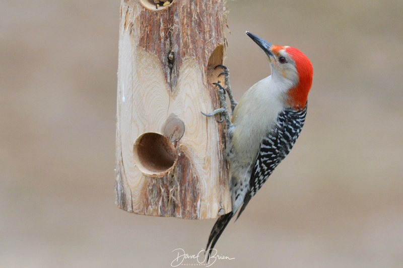 Male Red-bellied Woodpecker 4/19/18

