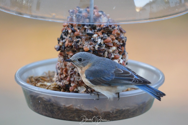 Female Blue Bird 4/19/18
