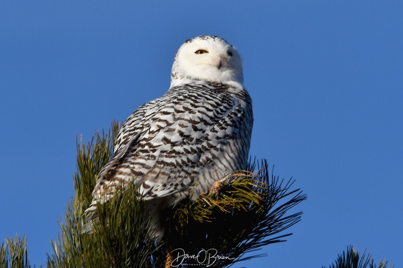 Snowy Owl watching an Eagle soar above
After coming to rest on a tree, this snowy now keeps an eye on a bald eagle.
1/10/21
Keywords: Snowy Owl, Wildlife, New England