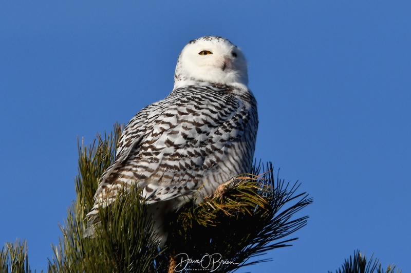 Snowy Owl watching an Eagle soar above
After coming to rest on a tree, this snowy now keeps an eye on a bald eagle.
1/10/21
Keywords: Snowy Owl, Wildlife, New England