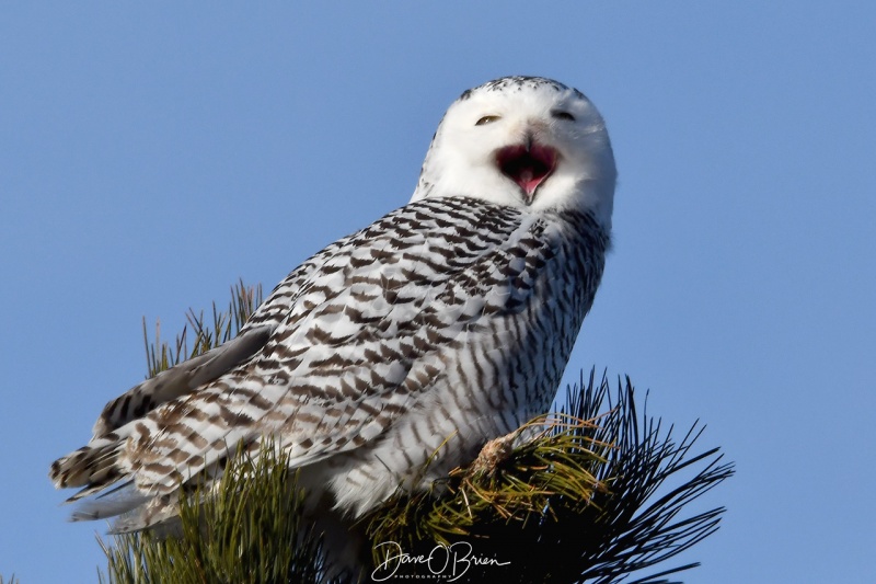 Snowy Owl Cry
Snowy Owl cries out at the Bald Eagle gets closer
1/10/21
Keywords: Snowy Owl, Wildlife, New England