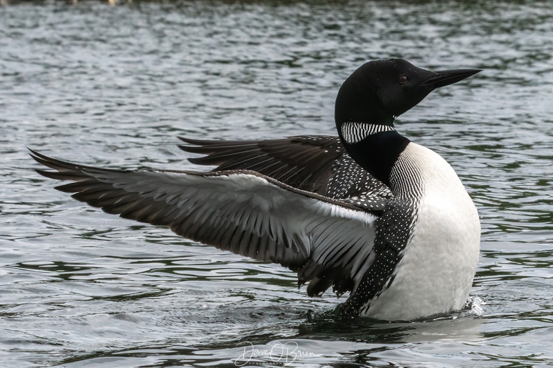 Fluffing the feathers after some preening
Bow Lake
7/8/2020
