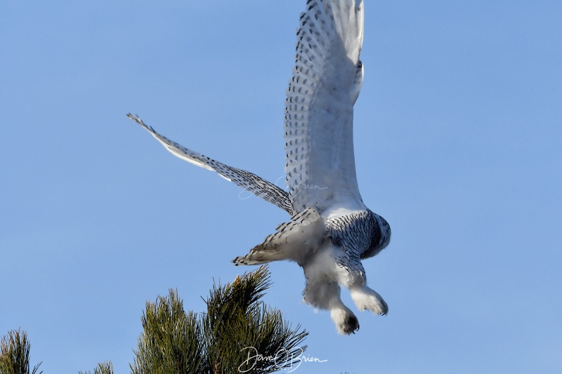 Had Enough
Snowy figured it was easier to move along.
1/10/21
Keywords: Snowy Owl, Wildlife, New England
