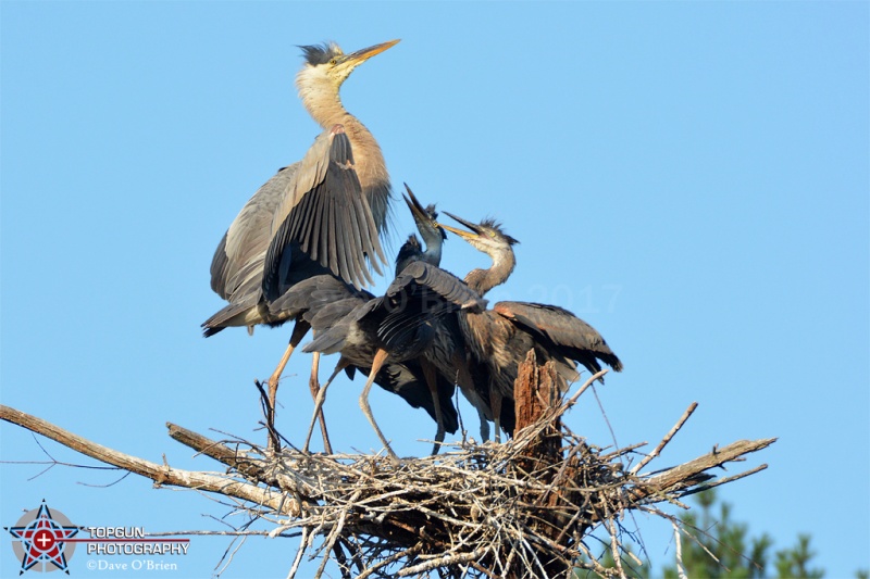 Rookery 8/1/17
Momma coming home to feed her 3 babies. May the strong chic get fed first.
