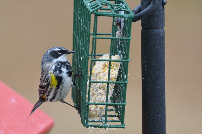 Yellow-Rumped Warbler 4/28/18
