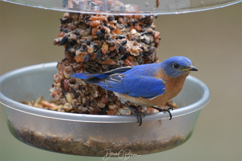 Male Blue bird 4/28/18
