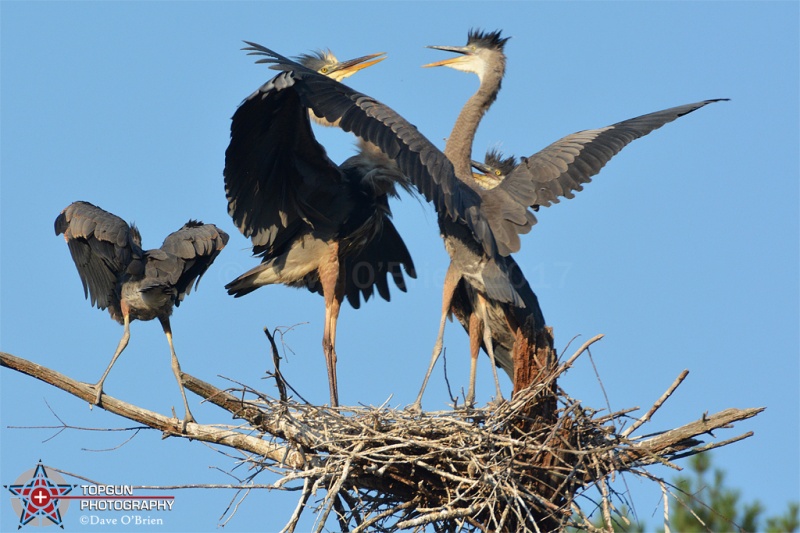 Rookery 8/1/17
Momma not too happy with this chic
