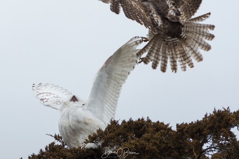 Coopers Hawk vs Snowy 4/2/18
Red Tail  Hawk comes in to scare off a Snowy from it's hunting ground
