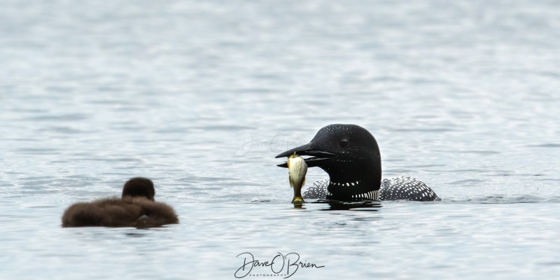 Dad eyes are bigger than Jr's belly
This poor chick had such a hard time swallowing this fish. Dad came back with another one, and the chick swam away.
Bow Lake
7/8/2020
