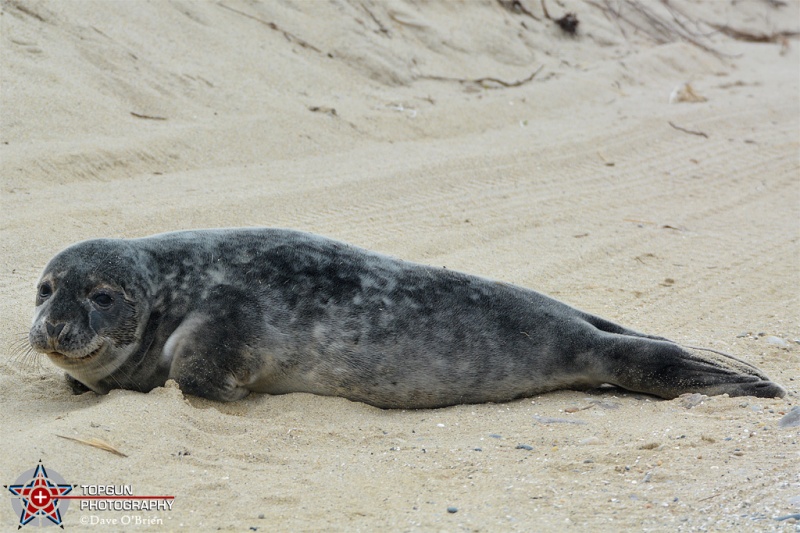 sick baby seal, Nantucket MA 5-8-16
