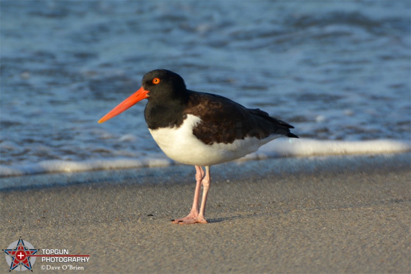 oyster Catchers, Nantucket MA 5-8-16
