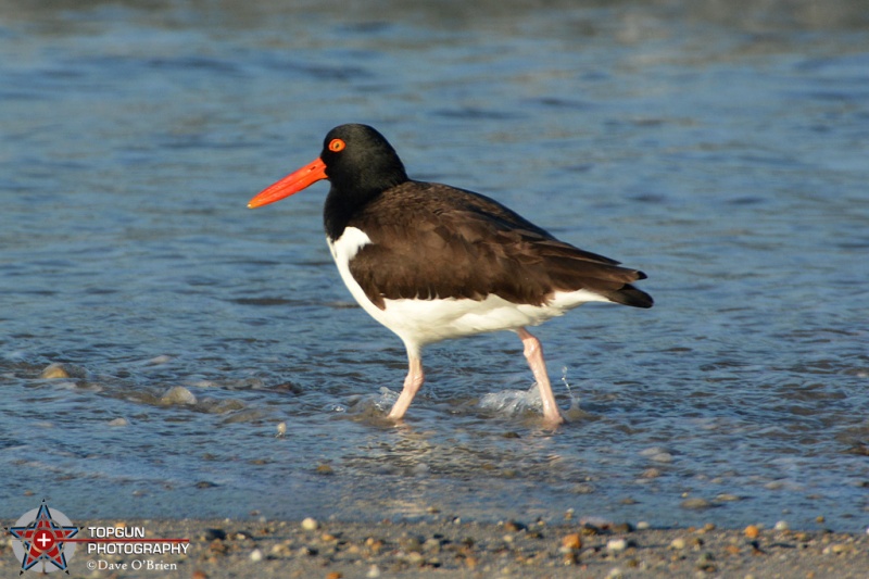 oyster Catchers, Nantucket MA 5-8-16
