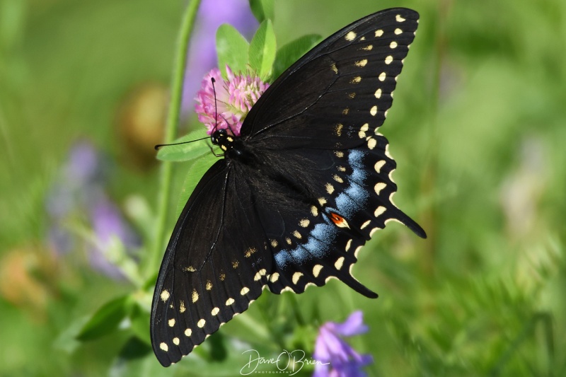 Female Eastern Black Swallowtail Butterfly
8/24/18
