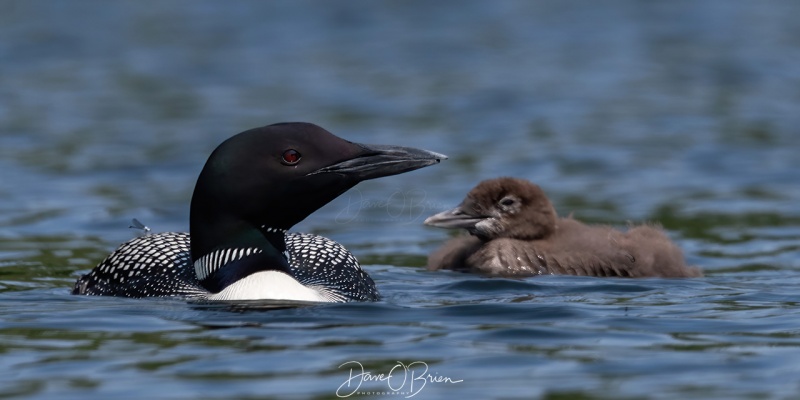 Showing off the chick proudly
Bow Lake
7/8/2020
