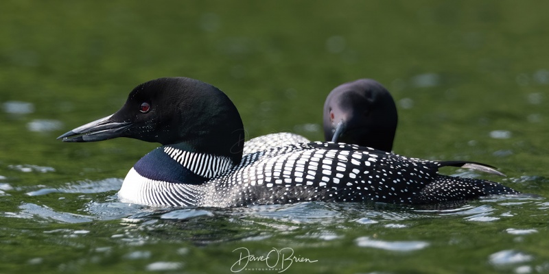 Bow Lake Loons
Booming season for loons on Bow Lake in NH, 4 different sets of parents had at least 1 chick
7/8/2020
