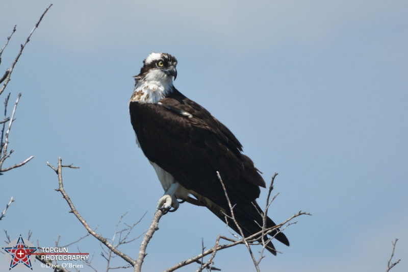 Osprey on Cape Cod 5-9-16
