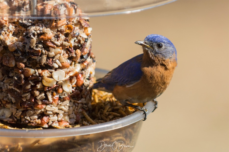 Male Blue Bird 4/7/18
