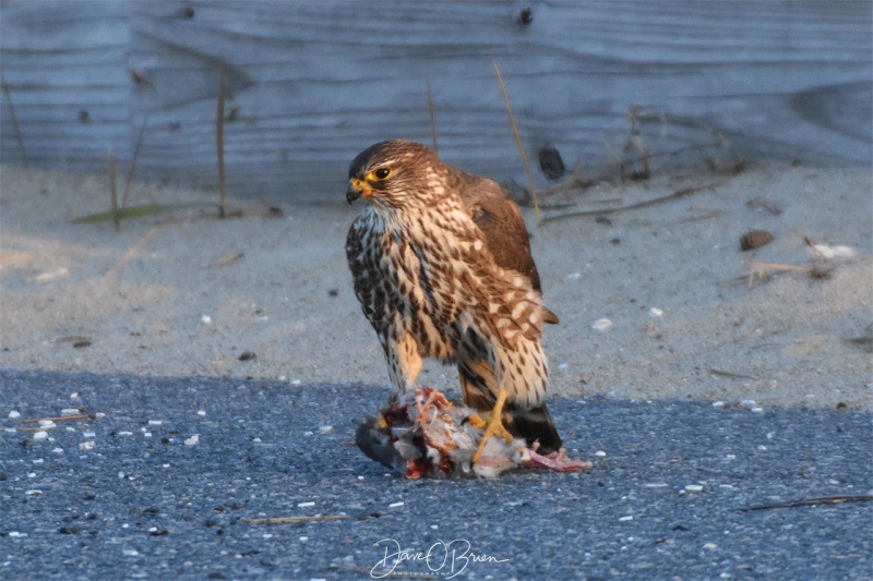 A Merlin with it's fresh kill 4/9/18
