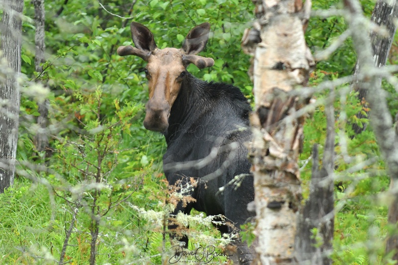 Moose in Maine
Found this Moose heading towards Jackman
7/11/2020
