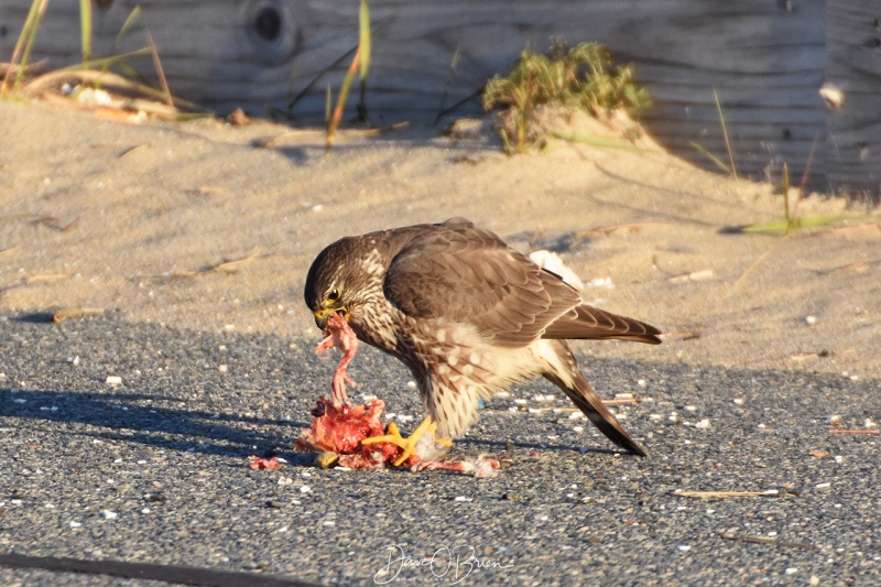 A Merlin with its kill 4/9/18
