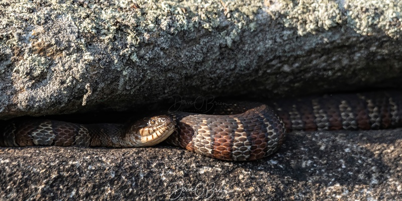 don't get too close
Was trying to tuck my kayak into the rocks so the wind wouldn't blow me away. Found this guy hiding in a crack....
7/13/2020
