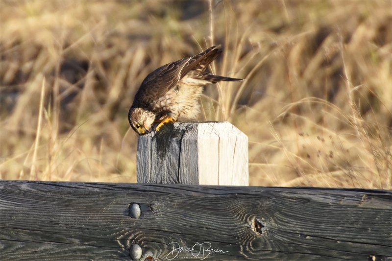 A Merlin cleaning up after a meal 4/9/18
