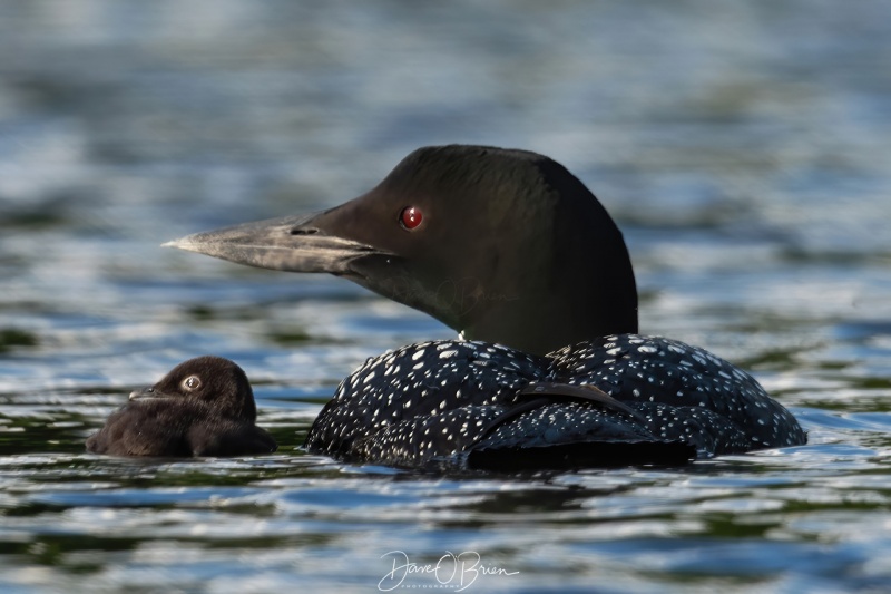 Lake Winni Loons
New baby was born the day before
7/13/2020
