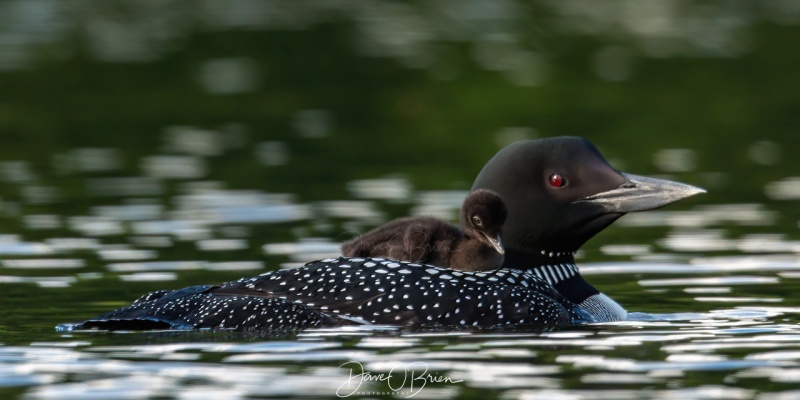 Lake Winni Loons
New baby was born the day before
7/13/2020
