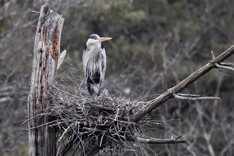 Female Blue Heron 4/10/118
holds down the nest as the male is off getting more branches 
