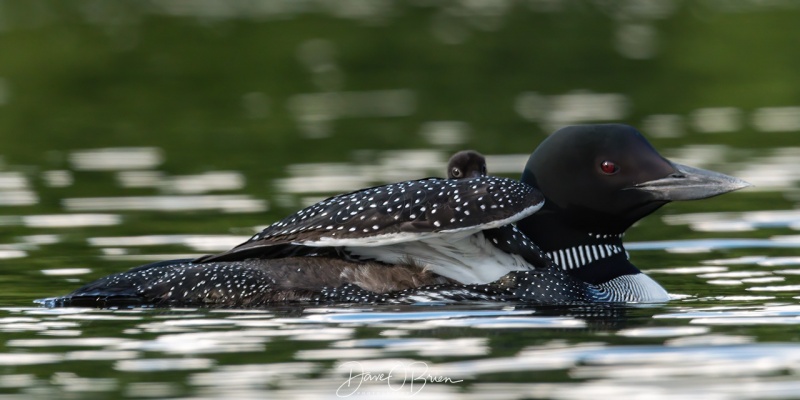 Lake Winni Loons
New baby was born the day before
7/13/2020
