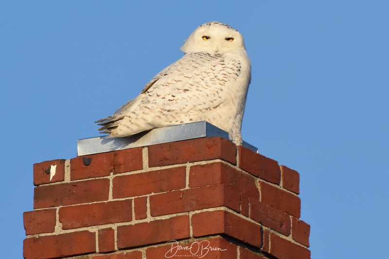 Seacoast Snowy Owl 4/18/18
