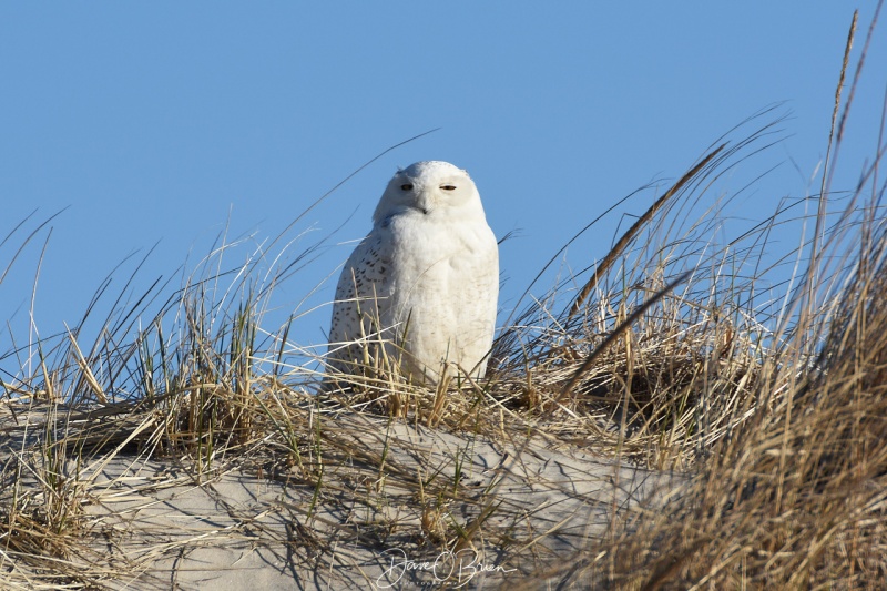 Seacoast Snowy Owl 4/18/18
