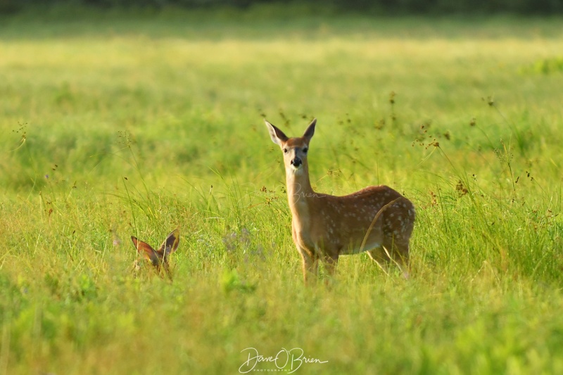 2 young deer play in a field
8/4/2020
