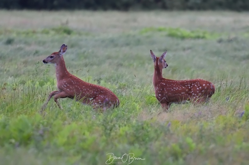 2 young deer play in a field
8/4/2020
