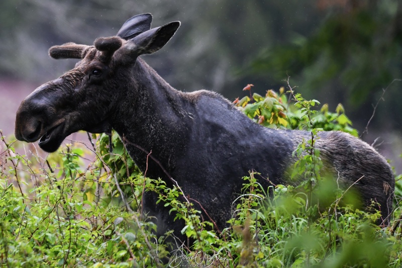 Young Bull Moose
Came across this young bull moose in a clearing up at Moosehead Lake 
5/28/22 
Keywords: moose mooseheadlake maine