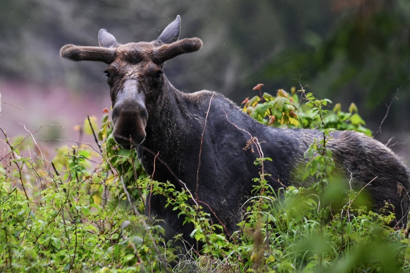 Young Bull Moose
Came across this young bull moose in a clearing up at Moosehead Lake 
5/28/22 
Keywords: moose mooseheadlake maine