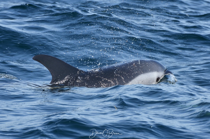 White Sided Dolphin
9/2/19
