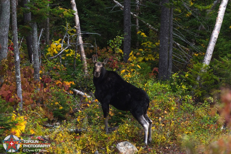 Female Moose, Moosehead Lake ME
