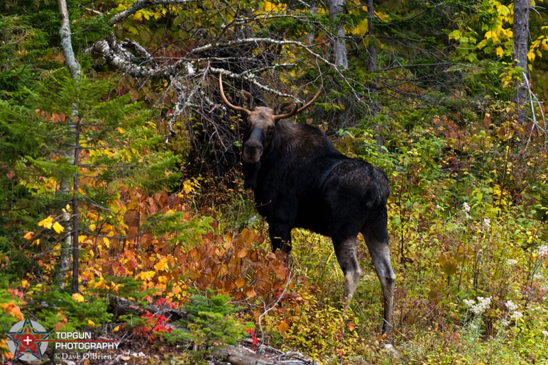 Male Moose, Moosehead Lake ME

