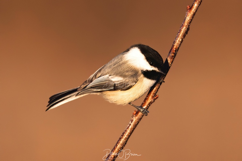 Black-capped Chickadee
Seeing if I have anything to eat
3/5/2020
