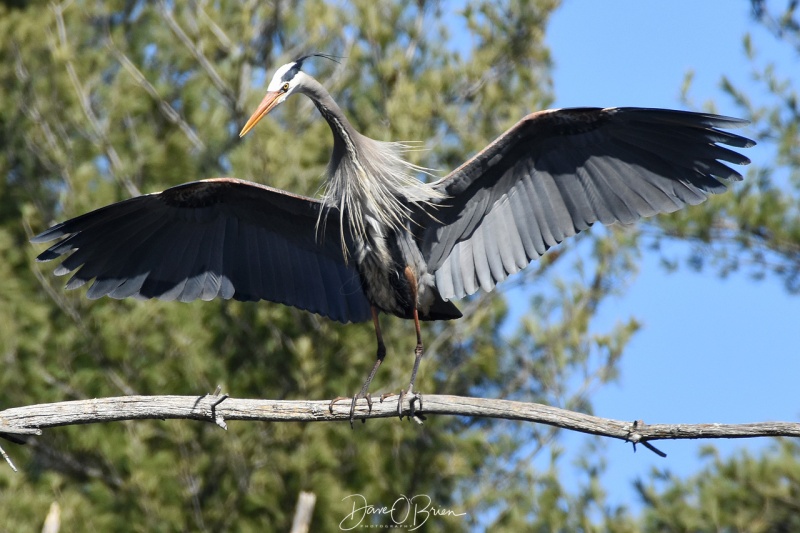 Great Blue Heron mating ritual 4/22/18
